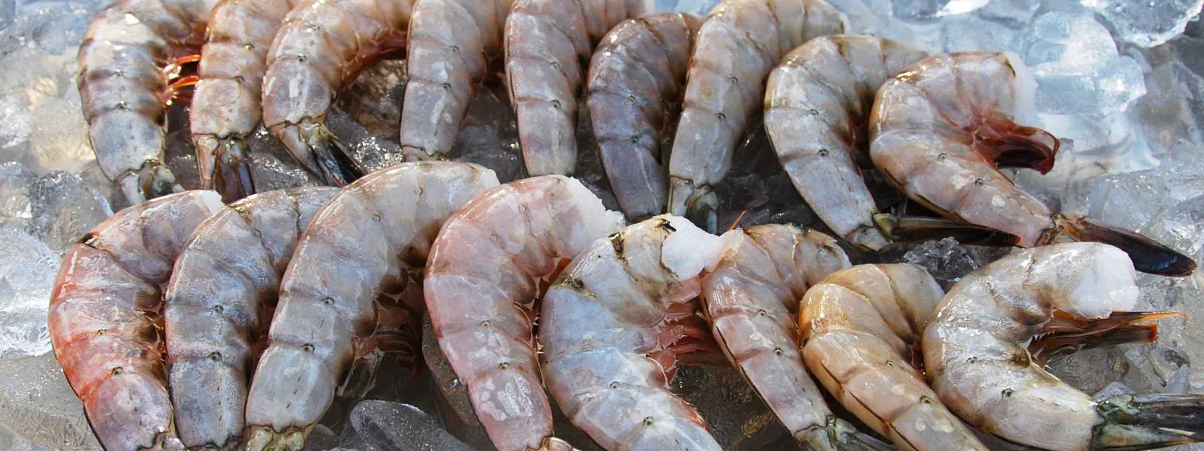 deep sea raw shrimp on ice